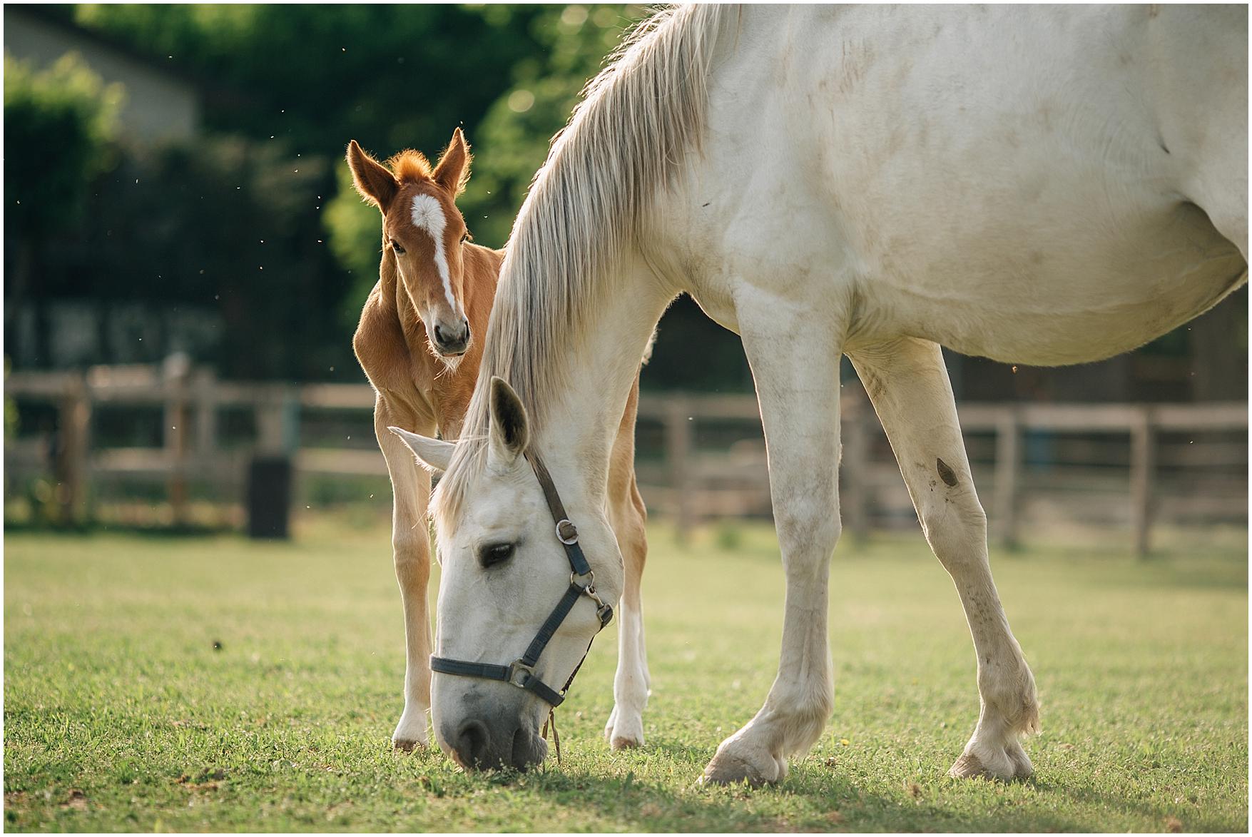 servizio di coppia country chic_0028